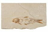 Detailed Fossil Fish (Knightia) - Wyoming #204508-1